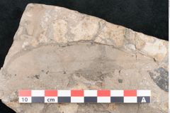 Foto (Detailansicht) von Cassia ambigua Unger (NHMW-GEO-2024-0188-8060b)